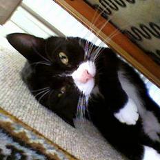 Blanding af racer Sille