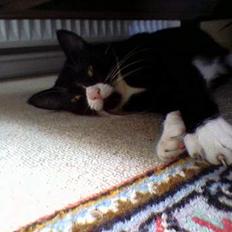 Blanding af racer Sille