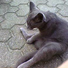 Blanding af racer Mille