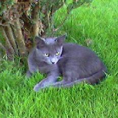 Blanding af racer Mille