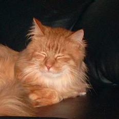 Blanding af racer Baronen (Røde)