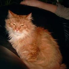 Blanding af racer Baronen (Røde)