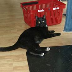 Huskat ib (Manse) *missehimlen*