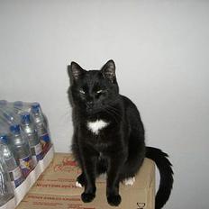 Huskat ib (Manse) *missehimlen*