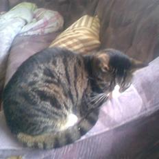 Huskat Lillebror (basse)