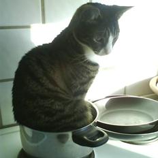 Huskat Lillebror (basse)