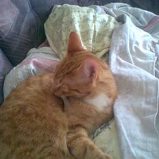 Huskat Mikkel (musse) aflivet 