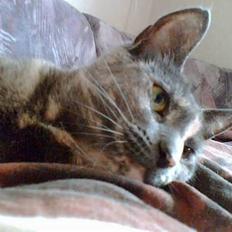 Huskat Frederikke død