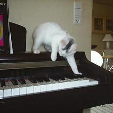 Blanding af racer Chanel