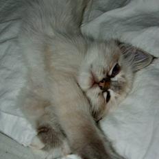 Hellig Birma Astaire ***Drøm sødt ;´( 