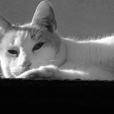 Blanding af racer Pjevs