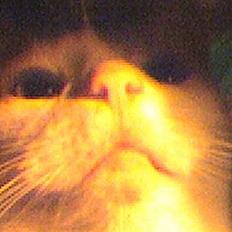 Blanding af racer Pjevs