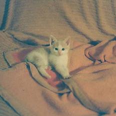 Blanding af racer Pjevs