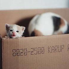 Blanding af racer garfield