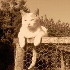 Blanding af racer garfield