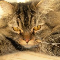 Blanding af racer Miko - 2006-2011