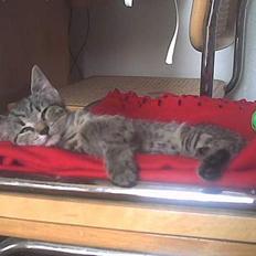 Europé Miss Molly ***R.I.P***