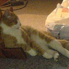 Huskat dexter  R.I.P