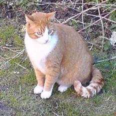 Huskat dexter  R.I.P