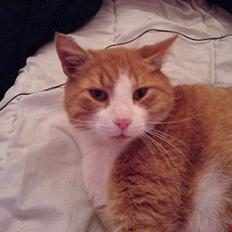 Huskat dexter  R.I.P