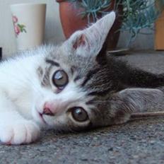 Huskat Ronja Røverdatter