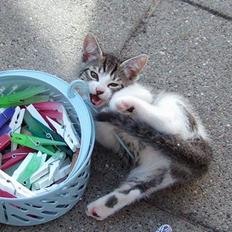 Huskat Ronja Røverdatter