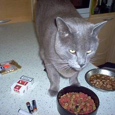 Blanding af racer Futte