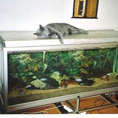 Blanding af racer Futte