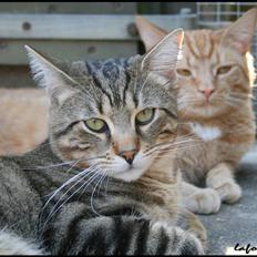 Huskat La`Fontaine`s Caritzo 