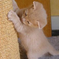 Blanding af racer Viggo 