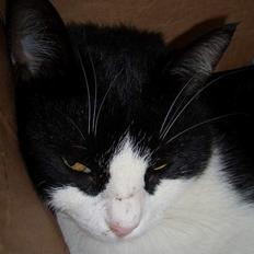 Blanding af racer Joe