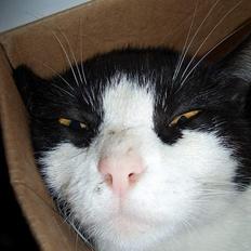 Blanding af racer Joe