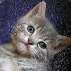 Blanding af racer Zizi