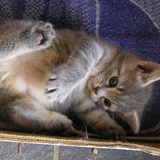 Blanding af racer Zizi