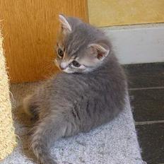 Blanding af racer Zizi