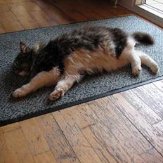 Maine Coon Udklittens Mister Kandis 