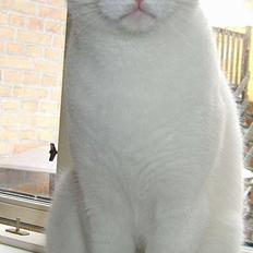 Blanding af racer Max