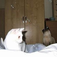 Blanding af racer Max