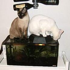 Blanding af racer Max