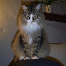 Norsk Skovkat  DK Shuno Zahra´s Amadeus