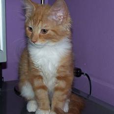 Blanding af racer coco