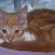 Blanding af racer coco