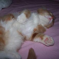 Blanding af racer coco