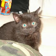 Huskat Simon *savnet*