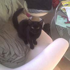 Huskat Simon *savnet*