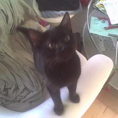 Huskat Simon *savnet*