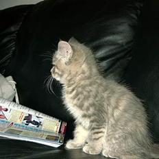 Huskat IzzY *Bor på en gård nu* 