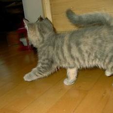 Huskat IzzY *Bor på en gård nu* 