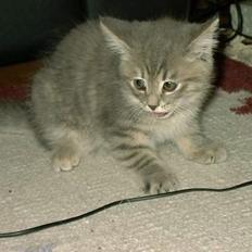 Huskat IzzY *Bor på en gård nu* 