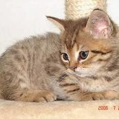 Blanding af racer LONDON